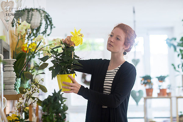 Florist wählt Blumen im Geschäft aus