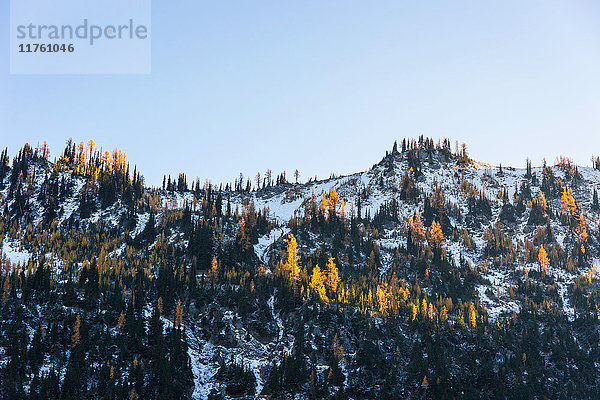 Schneebedeckte Bäume auf Kaskadengebirge  Diablo  Washington  USA