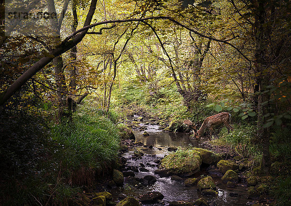 Hirsche in Wäldern  die vom Bach trinken  West Midlands  UK