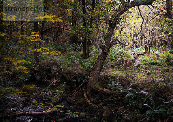 Hirsche in Waldgebieten  West Midlands  UK