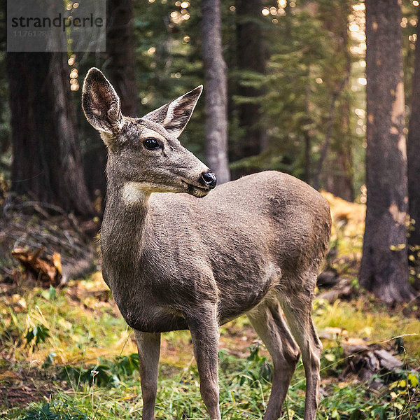 Hirsche  die im Wald über ihre Schulter schauen  Yosemite National Park  Kalifornien  USA
