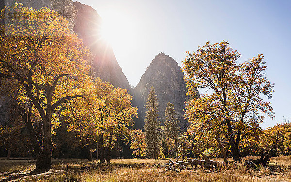 Landschaftsansicht mit Herbstwald  Yosemite National Park  Kalifornien  USA