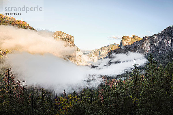 Erhöhte Ansicht des Nebels über dem Talwald  Yosemite National Park  Kalifornien  USA