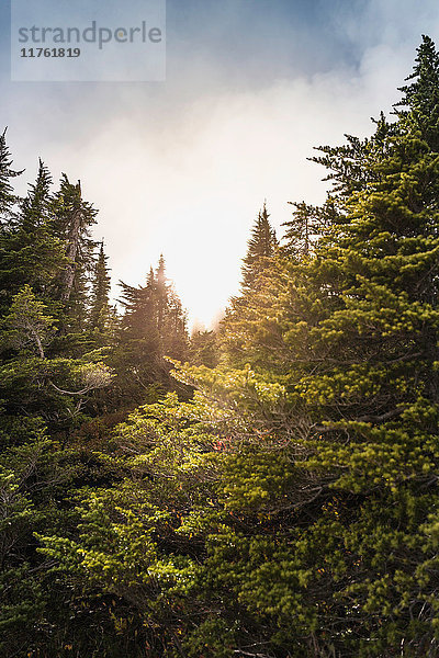 Bäume im Wald  Mount Baker  Washington  USA