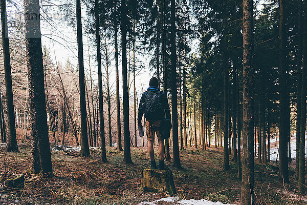 Rückansicht eines männlichen Wanderers  der auf einem Baumstumpf im Wald steht  Monte San Primo  Italien