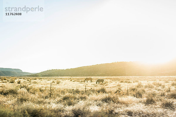 Pferde grasen in sonnenbeschienener Landschaft  Arizona  USA
