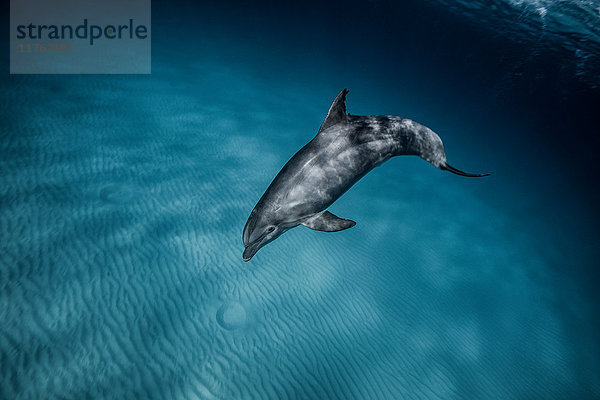 Delfin  Unterwassersicht  Bimini  Bahamas