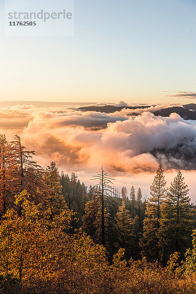 Erhöhte Ansicht des Nebels über dem Talwald bei Sonnenaufgang  Yosemite National Park  Kalifornien  USA