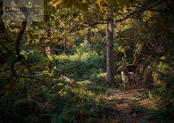 Hirsche in Waldgebieten  West Midlands  UK