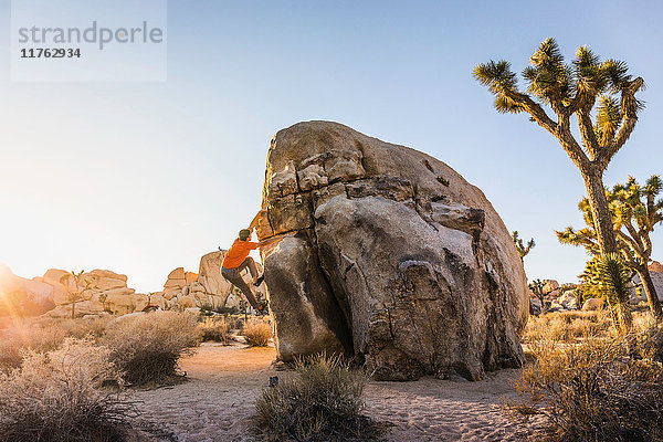 Männlicher Boulderer beim Aufstieg auf einen Felsblock im Joshua-Tree-Nationalpark in der Abenddämmerung  Kalifornien  USA