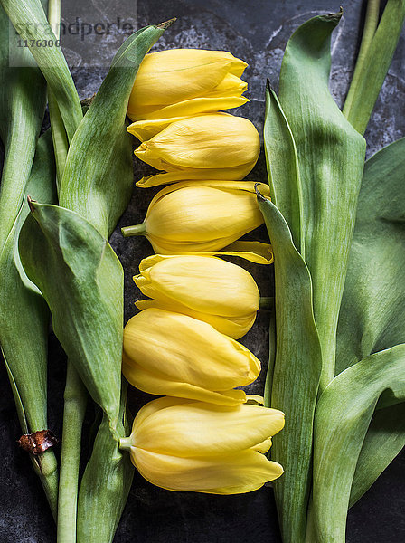 Abgeschnittene Tulpenköpfe und -stiele