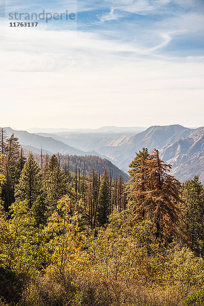 Erhöhte Landschaftsansicht von Wald und Bergen  Yosemite National Park  Kalifornien  USA