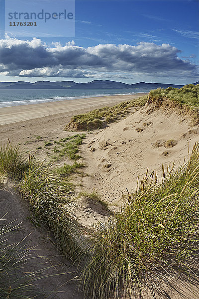 Sanddünen am Strand von Rossbeigh  Ring of Kerry  Grafschaft Kerry  Munster  Republik Irland  Europa