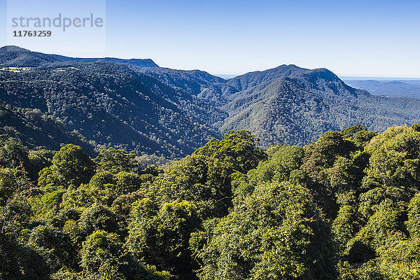 Dorrigo National Park  UNESCO-Weltkulturerbe  New South Wales  Australien  Pazifik