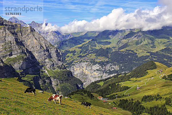 Blick von der Kleinen Scheidegg auf Murren und das Lauterbrunnental  Grindelwald  Berner Oberland  Schweiz  Europa