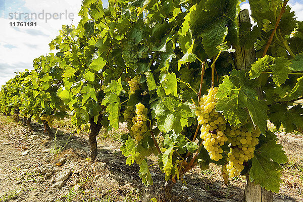 Weiße Trauben an einem Weinstock in der Nähe der Salzwiesen an der Nordwestküste der Insel  Le Gillieux  Ile de Re  Charente-Maritime  Frankreich  Europa