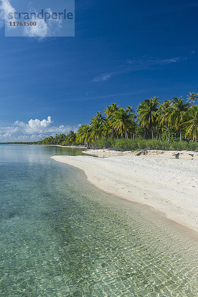 Schöner palmengesäumter weißer Sandstrand im türkisfarbenen Wasser von Tikehau  Tuamotus  Französisch-Polynesien  Pazifik