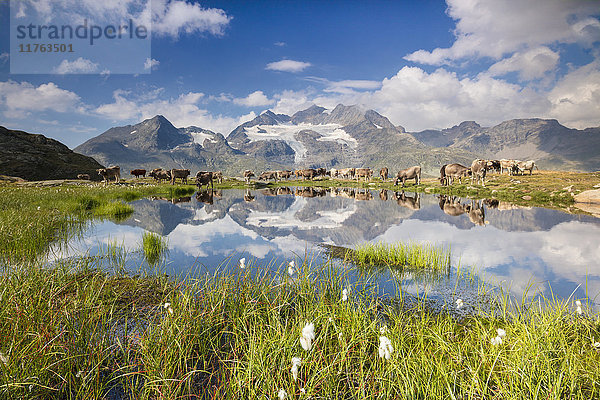 Kühe grasen auf grünen Weiden rund um den Alpensee  Val Bugliet  Kanton Graubünden  Engadin  Schweiz  Europa