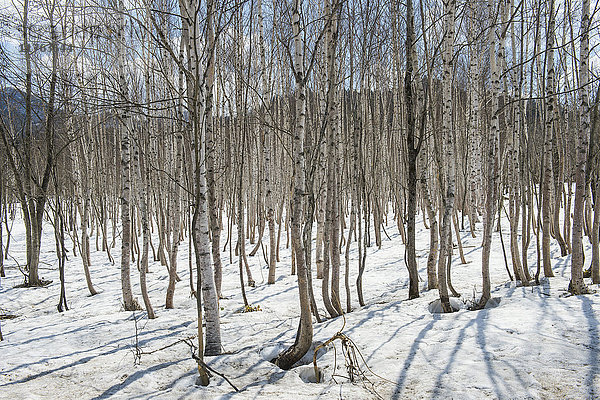 Birkenwald  Furano  Hokkaido  Japan  Asien