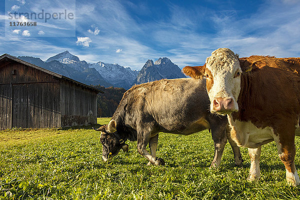 Kühe auf der grünen Weide  eingerahmt von den hohen Gipfeln der Alpen  Garmisch Partenkirchen  Oberbayern  Deutschland  Europa