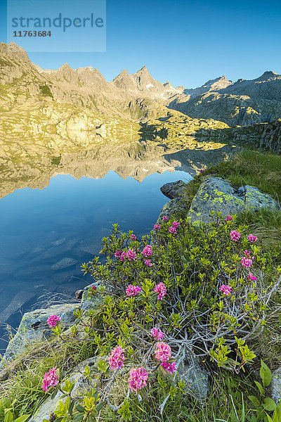 Rhododendren umrahmen das blaue Wasser des Lago Nero in der Morgendämmerung  Cornisello Pinzolo  Brenta-Dolomiten  Trentino-Südtirol  Italien  Europa