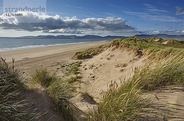 Sanddünen am Strand von Rossbeigh  Ring of Kerry  Grafschaft Kerry  Munster  Republik Irland  Europa