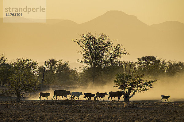 Gegenlicht von Rindern auf dem Heimweg bei Sonnenuntergang  Twyfelfontein  Damaraland  Namibia  Afrika