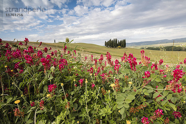 Rote Blumen umrahmen die sanften grünen Hügel des Val d'Orcia  UNESCO-Weltkulturerbe  Provinz Siena  Toskana  Italien  Europa