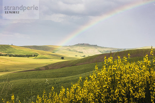 Gelbe Blumen und Regenbogen umrahmen die grünen Hügel von Crete Senesi (Senese Clays)  Provinz Siena  Toskana  Italien  Europa