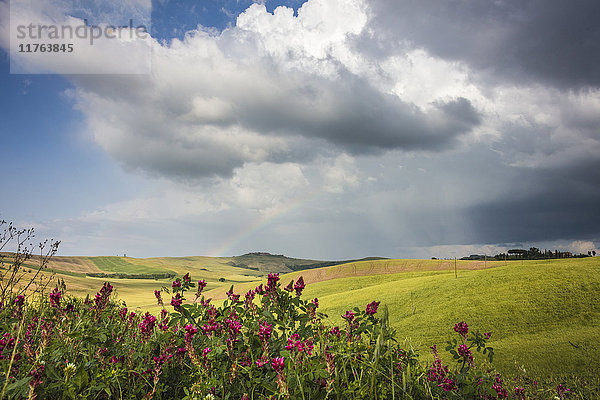 Rote Blumen und Regenbogen umrahmen die grünen Hügel und das Ackerland von Crete Senesi (Senese Clays)  Provinz Siena  Toskana  Italien  Europa