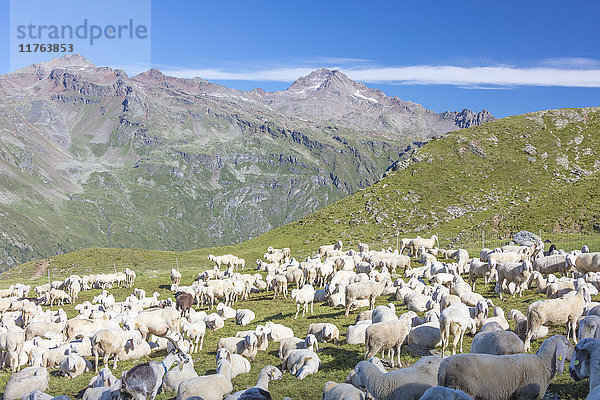 Schafe auf den grünen Weiden  umgeben von felsigen Gipfeln  Val Di Viso  Camonica-Tal  Provinz Brescia  Lombardei  Italien  Europa