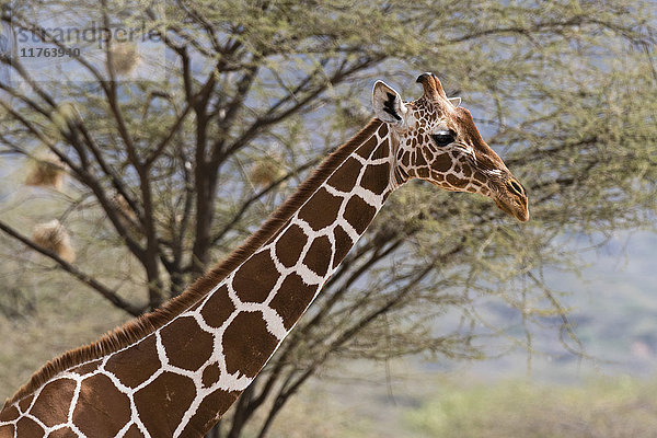 Ein Porträt einer Netzgiraffe (Giraffa camelopardalis reticulata)  Kalama Conservancy  Samburu  Kenia  Ostafrika  Afrika