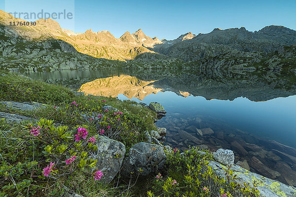 Rhododendren umrahmen das blaue Wasser des Lago Nero in der Morgendämmerung  Cornisello Pinzolo  Brenta-Dolomiten  Trentino-Südtirol  Italien  Europa