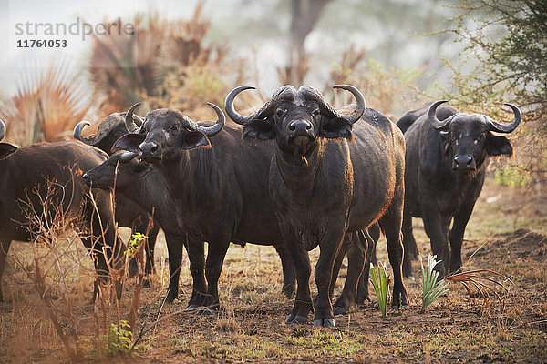 Afrikanischer Büffel (Syncerus caffer)  Uganda  Afrika