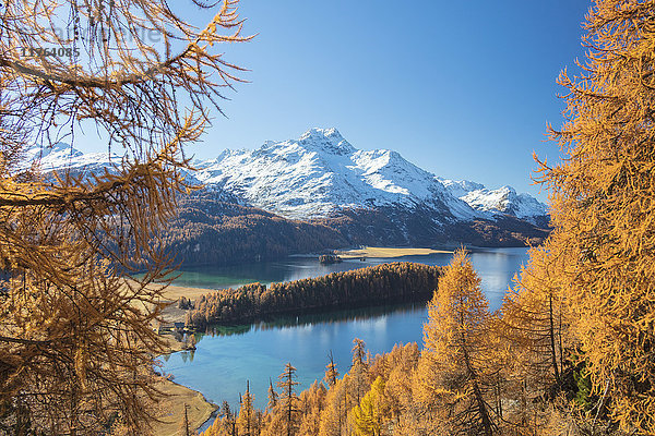 Bunte Wälder um den Silser See  eingerahmt von schneebedeckten Gipfeln im Hintergrund  Maloja  Kanton Graubünden  Engadin  Schweiz  Europa
