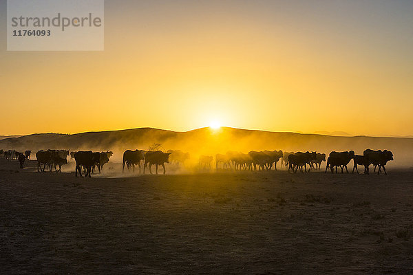 Gegenlicht von Rindern auf dem Heimweg bei Sonnenuntergang  Twyfelfontein  Damaraland  Namibia  Afrika