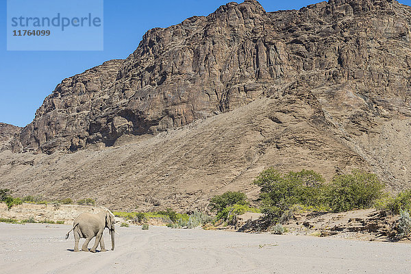 Wüstenelefant (Afrikanischer Buschelefant) (Loxodonta africana)  Khurab-Reservat  Nord-Namibia  Afrika
