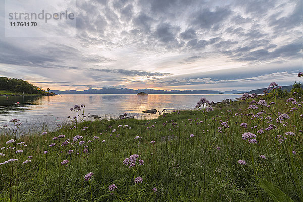 Grüne Wiesen und Blumen umrahmen das Meer unter den rosa Wolken der Mitternachtssonne  Vidrek  Ofotfjorden  Nordland  Norwegen  Skandinavien  Europa