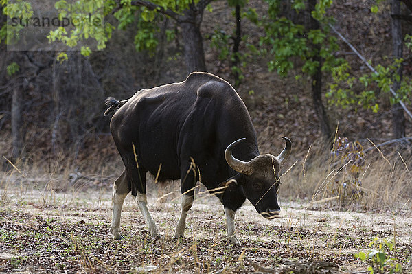 Ein indischer Bison (bos gaurus bandhavgarh) beim Spaziergang  Bandhavgarh-Nationalpark  Madhya Pradesh  Indien  Asien