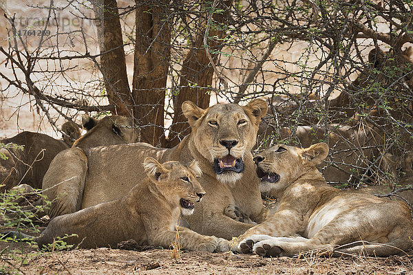 Löwe (Panthera leo)  Uganda  Afrika