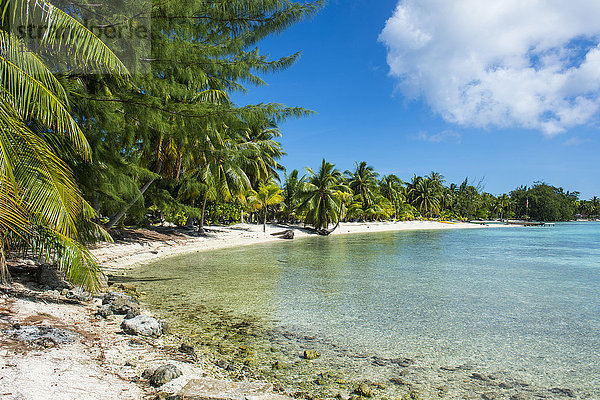 Schöner palmengesäumter weißer Sandstrand im türkisfarbenen Wasser von Tikehau  Tuamotus  Französisch-Polynesien  Pazifik