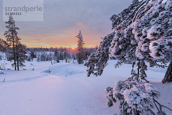 Rosa Lichter des arktischen Sonnenuntergangs beleuchten die verschneiten Wälder  Vennivaara  Rovaniemi  Region Lappland  Finnland  Europa