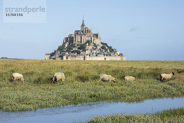 Weidende Schafe mit dem Dorf im Hintergrund  Mont-Saint-Michel  UNESCO-Weltkulturerbe  Normandie  Frankreich  Europa