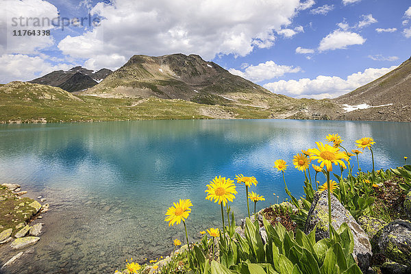 Türkisfarbener See umrahmt von gelben Blumen und felsigen Gipfeln  Joriseen  Jorifless Pass  Kanton Graubünden  Engadin  Schweiz  Europa