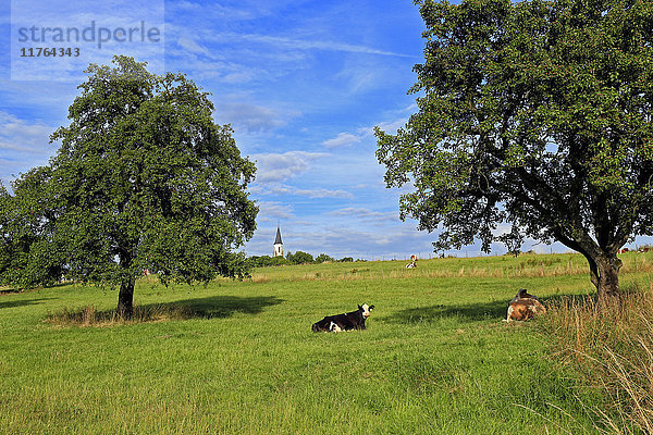 Kühe und Obstbäume bei Merzkirchen  Saargau  Rheinland-Pfalz  Deutschland  Europa
