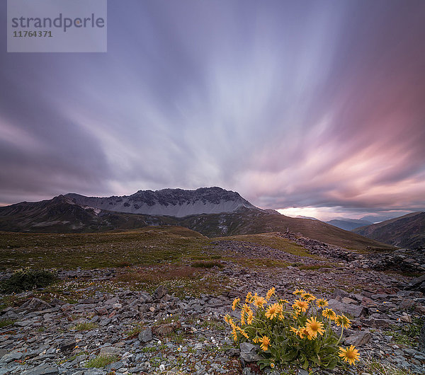 Panorama der rosa Wolken in der Morgendämmerung auf dem Piz Umbrail  umrahmt von Blumen  Braulio-Tal  Valtellina  Lombardei  Italien  Europa