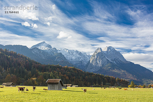 Kühe auf der grünen Weide  eingerahmt von den hohen Gipfeln der Alpen  Garmisch Partenkirchen  Oberbayern  Deutschland  Europa