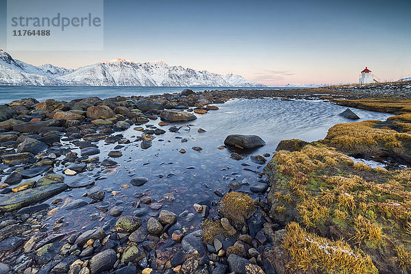 Gras und Felsen umrahmen den Leuchtturm  umgeben von gefrorenem Meer und schneebedeckten Gipfeln in der Morgendämmerung  Djupvik  Lyngen Alps  Troms  Norwegen  Skandinavien  Europa