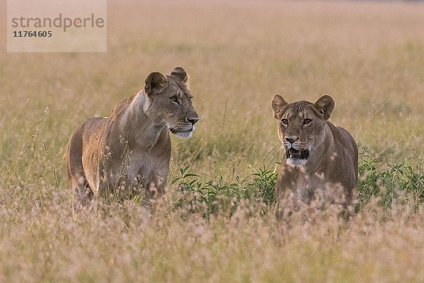 Porträt von zwei Löwinnen (Panthera leo) in der Savanne  Masai Mara  Kenia  Ostafrika  Afrika