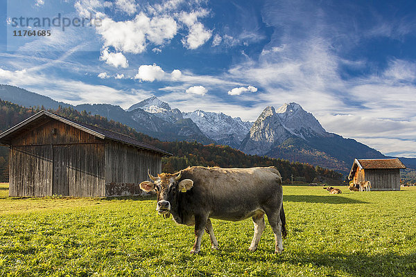 Kuh auf der grünen Weide  umrahmt von den hohen Gipfeln der Alpen  Garmisch Partenkirchen  Oberbayern  Deutschland  Europa